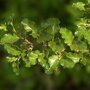 Nothofagus antarctica
